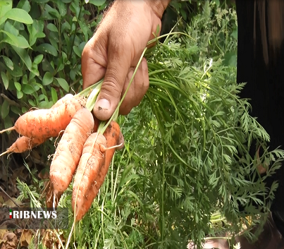 از دستان شهروند اهوازی گُل می‌روید/ بیابانی که گلستان شد