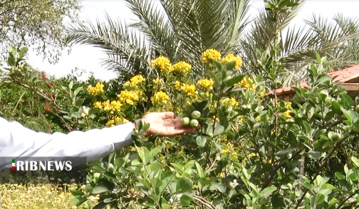 از دستان شهروند اهوازی گُل می‌روید/ بیابانی که گلستان شد