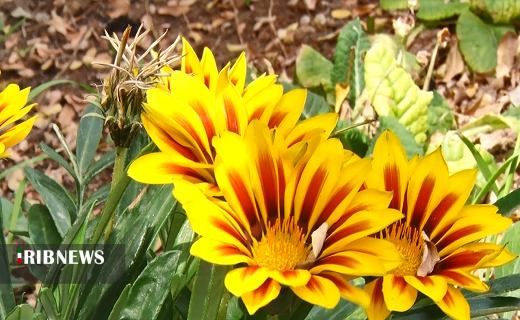 از دستان شهروند اهوازی گُل می‌روید/ بیابانی که گلستان شد