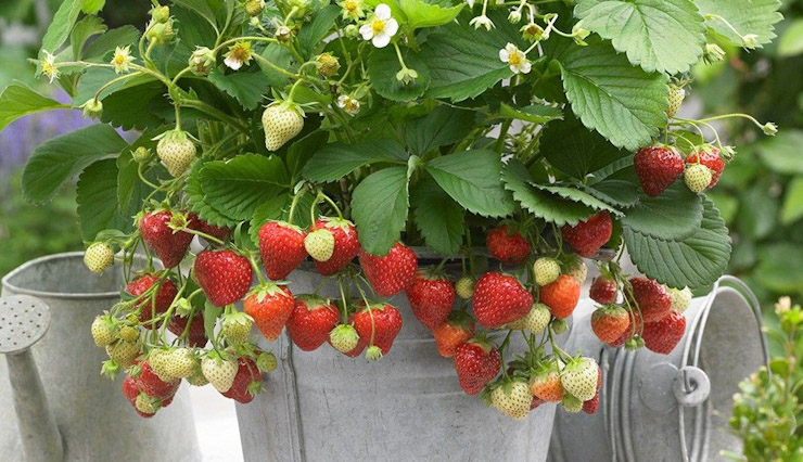 فوت‌وفن پرورش توت‌فرنگی در خانه