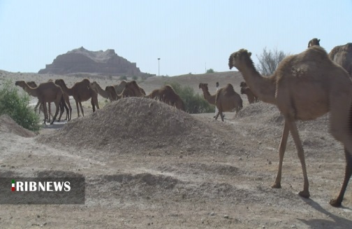 گنجی سرگردان در بیابان های خوزستان گنجی سرگردان در بیابان های خوزستان