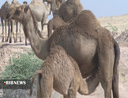 گنجی سرگردان در بیابان های خوزستان گنجی سرگردان در بیابان های خوزستان