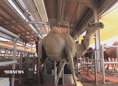 گنجی سرگردان در بیابان های خوزستان گنجی سرگردان در بیابان های خوزستان