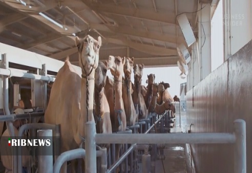 گنجی سرگردان در بیابان های خوزستان گنجی سرگردان در بیابان های خوزستان