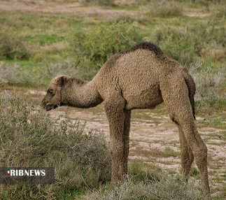 گنجی سرگردان در بیابان های خوزستان گنجی سرگردان در بیابان های خوزستان