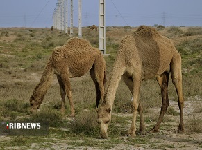 گنجی سرگردان در بیابان های خوزستان گنجی سرگردان در بیابان های خوزستان