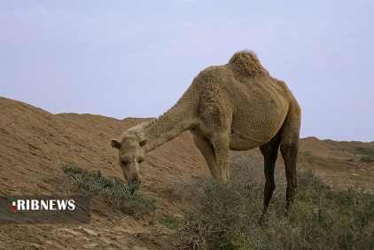 گنجی سرگردان در بیابان های خوزستان گنجی سرگردان در بیابان های خوزستان