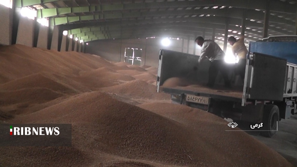 توصیه به ذخیره بذر گندم