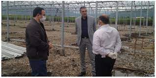 تولید ۵ میلیون شاخه- گلدان گل و گیاه زینتی وهزار تن سبزی و صیفی، امسال در گلخانههای گلستان تولید ۵ میلیون شاخه- گلدان گل و گیاه زینتی وهزار تن سبزی و صیفی، امسال در گلخانههای گلستان