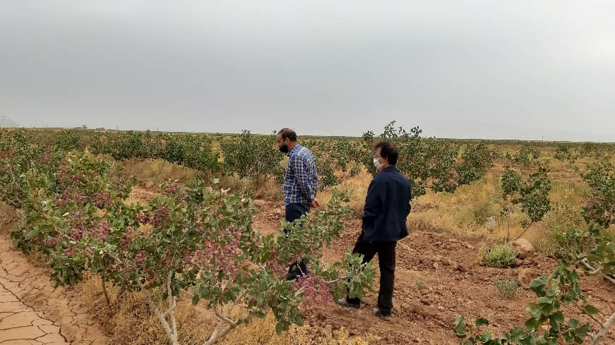 رصدوپایش آفت پسیل در باغات پسته شهرستان خوشاب رصدوپایش آفت پسیل در باغات پسته شهرستان خوشاب