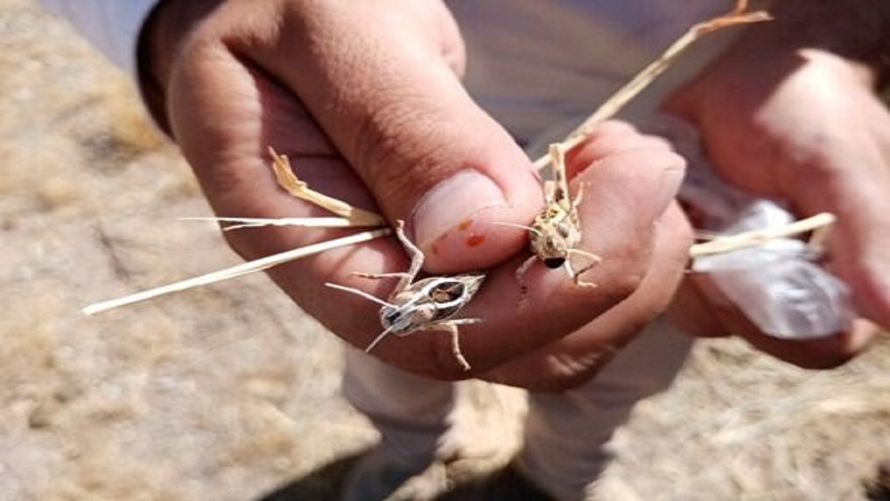 مبارزه با ملخ شاخک کوتاه تاغ زار‌های اشتهارد