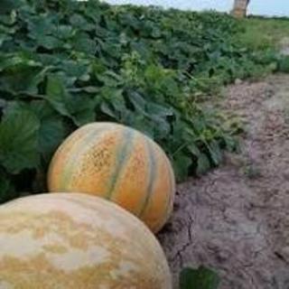 آغاز برداشت خربزه نوبرانه گلستان