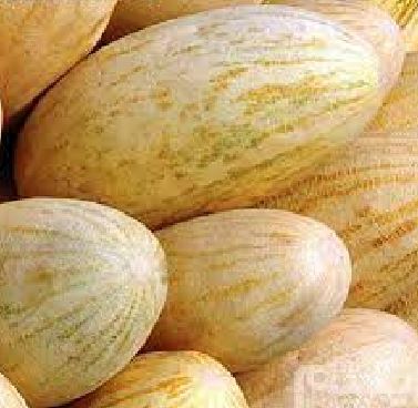 آغاز برداشت خربزه نوبرانه گلستان