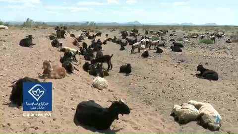 شکم دامهای گرسنه تنها با واردات سیر نمی شود