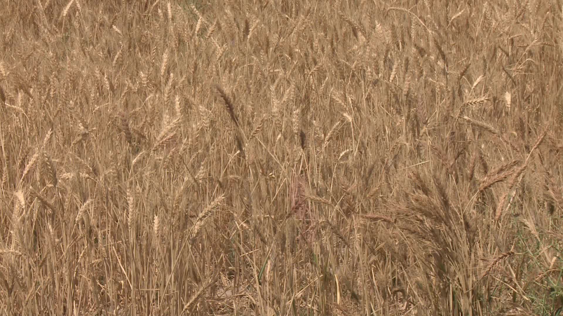 برداشت گندم و جو از ۵۰۰ هکتار اراضی شهرستان بیرجند