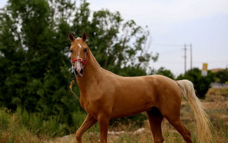 کدام حیوان از فرهنگ ترکمن&zwnj;های ایران جدا نشدنی است؟