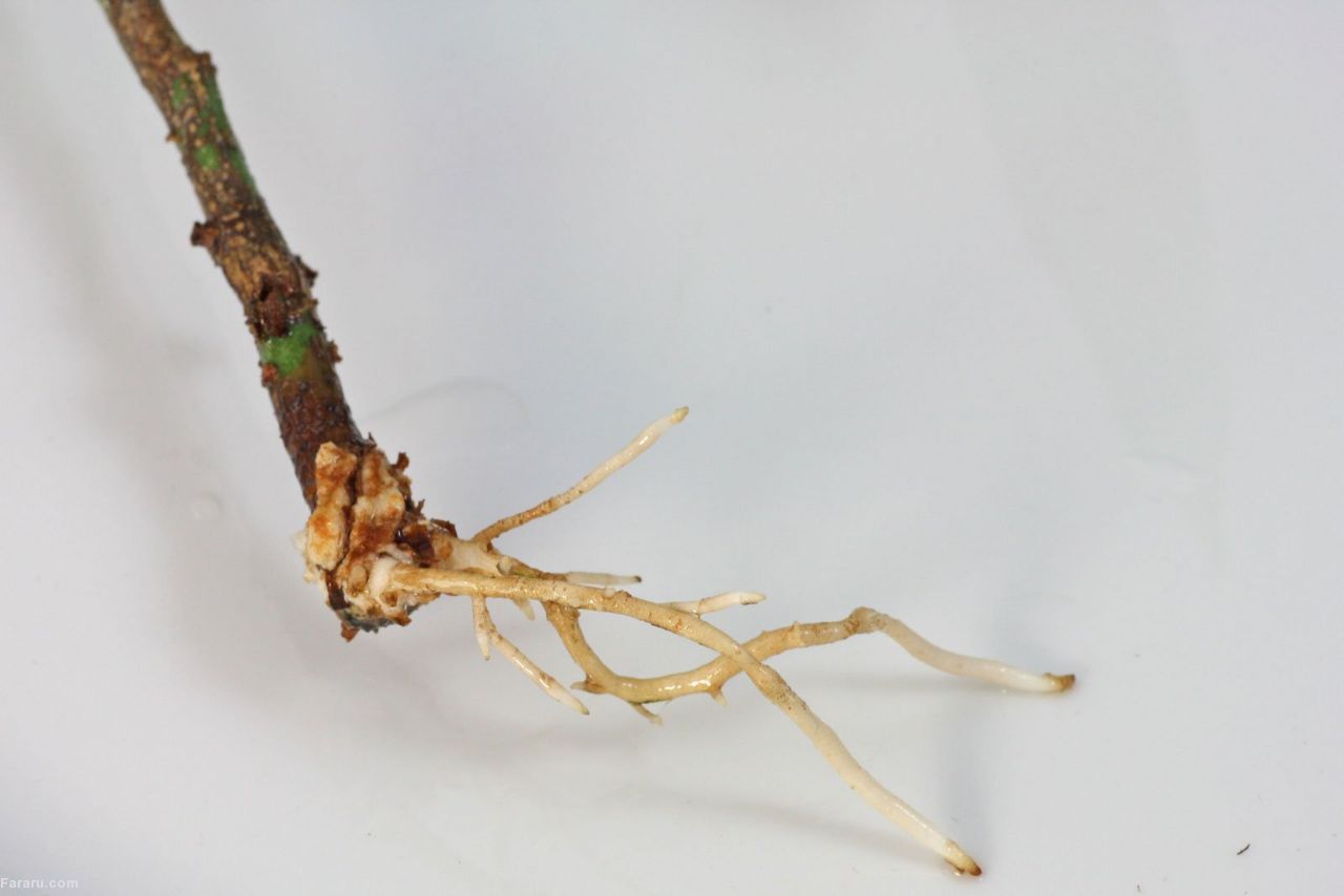 مراقبت از &laquo;پول&raquo; در خانه!