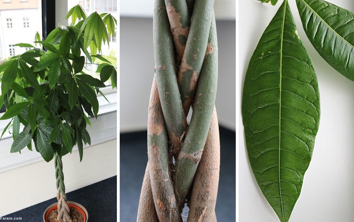 مراقبت از &laquo;پول&raquo; در خانه!