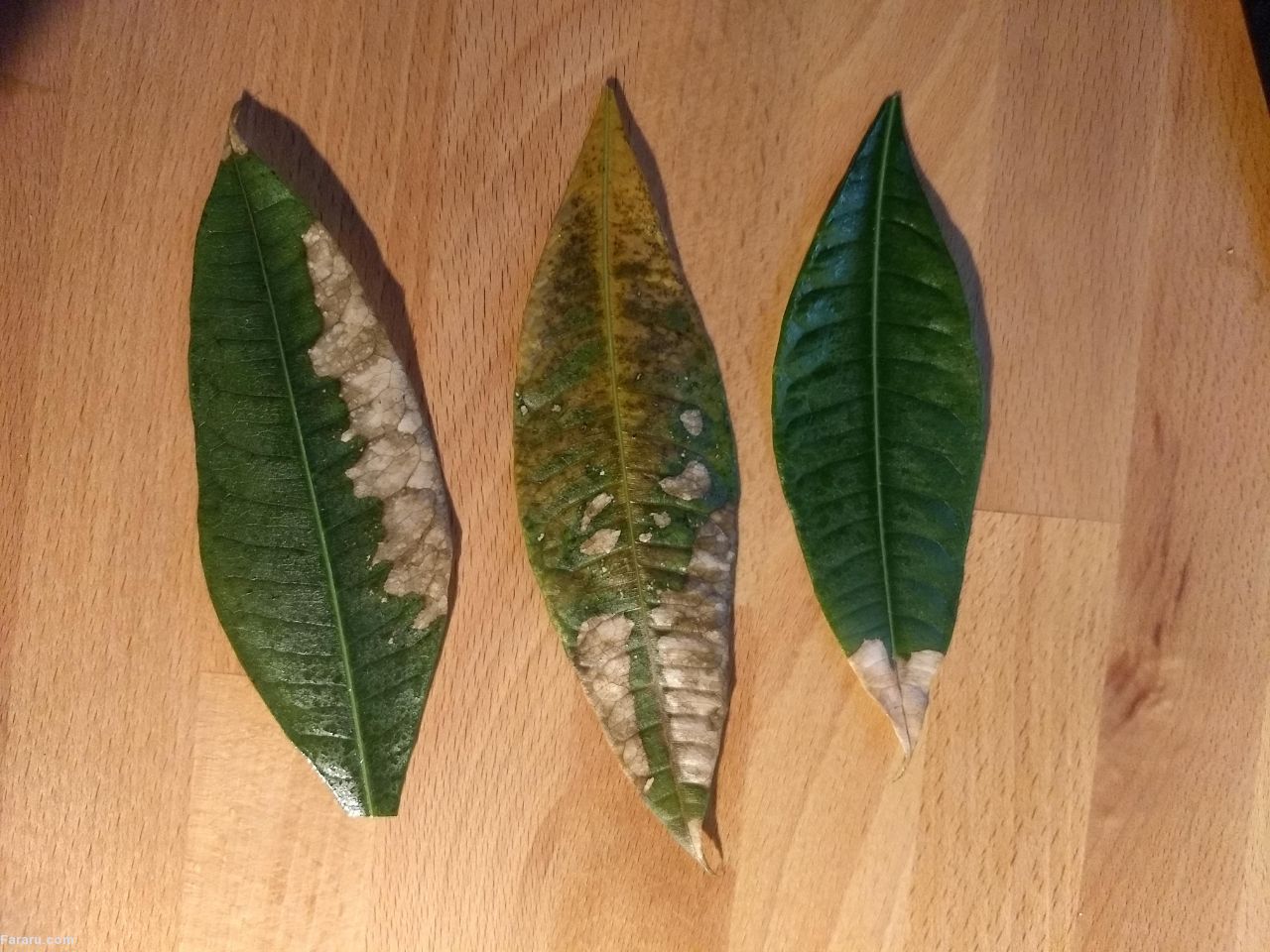 مراقبت از &laquo;پول&raquo; در خانه!