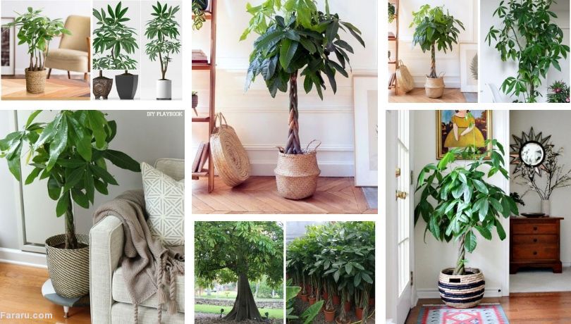 مراقبت از &laquo;پول&raquo; در خانه!