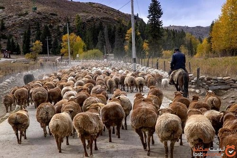 حیوانات و اقوام ایرانی + تصاویر