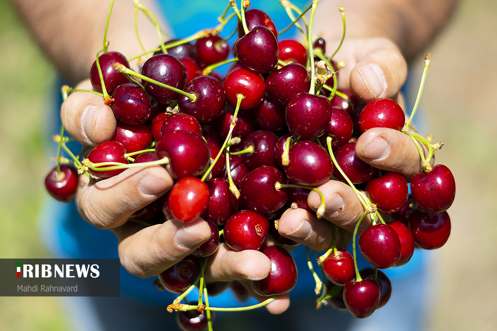 یاقوت های سرخ اشنویه؛ ظرفیتی بی بدیل در اقتصاد آذربایجان غربی