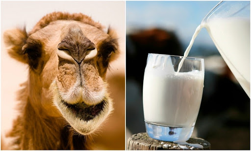شیر شتر و دیابت نوع ۲ شیر شتر و دیابت نوع ۲