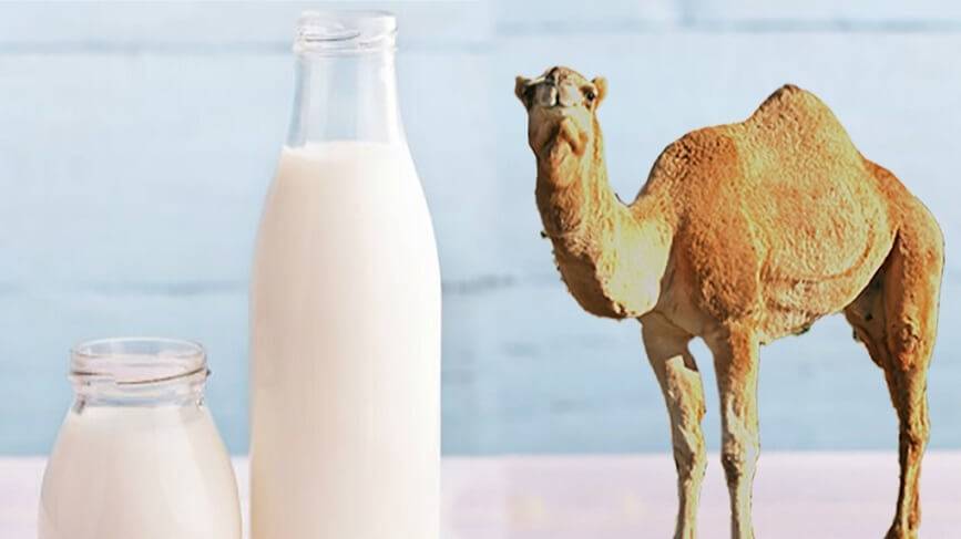 شیر شتر و دیابت نوع ۲ شیر شتر و دیابت نوع ۲