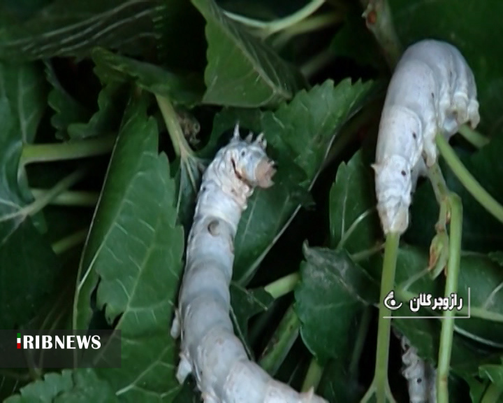 گزارش مکتوب: ابریشم، هم تجارت، هم هنر