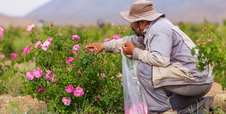 آغاز برداشت گل محمدی در روستای مغان بخش طرقبه آغاز برداشت گل محمدی در روستای مغان بخش طرقبه