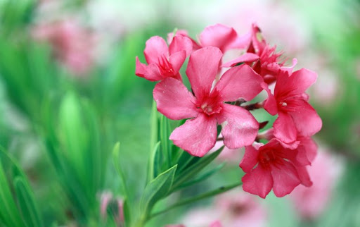 حکایت مرگ سربازان دوران ناپلئون با گیاه «خرزهره»! حکایت مرگ سربازان دوران ناپلئون با گیاه «خرزهره»!