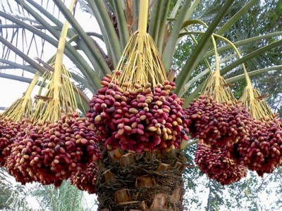 گلخانه طبیعی ایران کجاست؟ + تصاویر گلخانه طبیعی ایران کجاست؟ + تصاویر