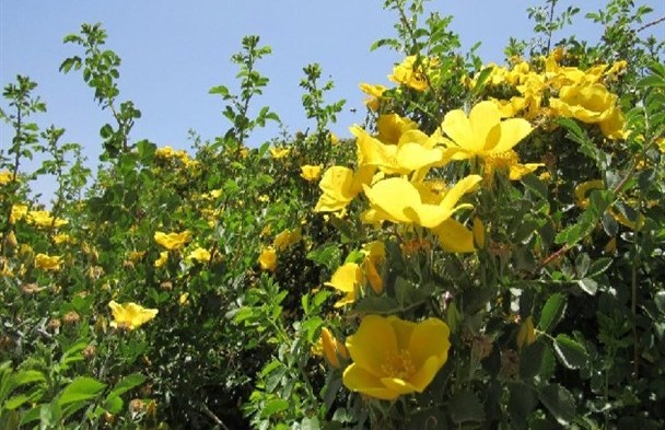 گیاهی که برای دستگاه گوارش به شدت معجزه می‌کند