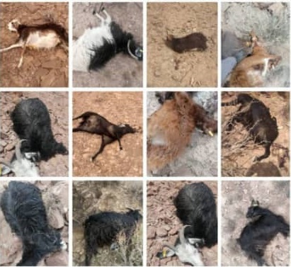 خسارت ۳۰ میلیون تومانی حمله گرگ به دامداران  خسارت ۳۰ میلیون تومانی حمله گرگ به دامداران