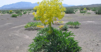 رفع گرفتگی عروق با اوشق