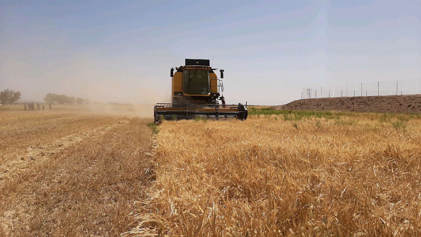 آغاز برداشت جو در شهرستان مه ولات خراسان رضوی