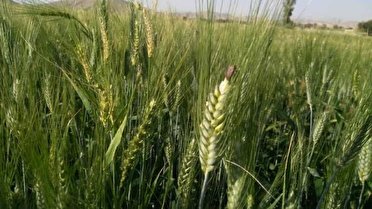 مبارزه با سن غلات در ۱۸ هزار هکتار از مزارع