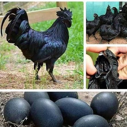 این مرغ‌ها گوشت و تخم سیاه دارند!