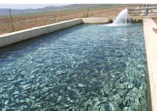 رهاسازی ۷۷ هزار قطعه بچه ماهی در استخرهای بخش رخ رهاسازی ۷۷ هزار قطعه بچه ماهی در استخرهای بخش رخ
