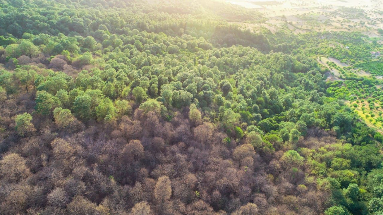 جنگل‌های شمال در تب کولی می‌سوزد/ خزان زودرس هیرکان در سایه پروانه کولی