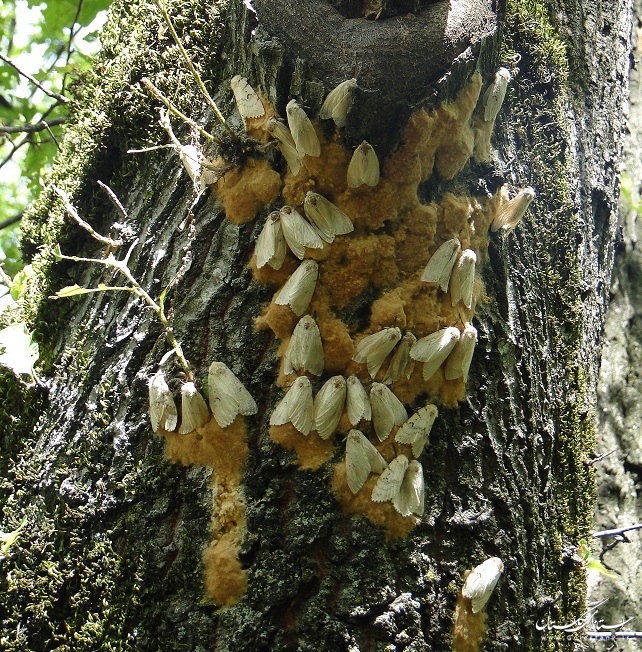 جنگل‌های شمال در تب کولی می‌سوزد/ خزان زودرس هیرکان در سایه پروانه کولی