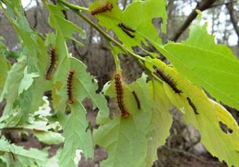 جنگل‌های شمال در تب کولی می‌سوزد/ خزان زودرس هیرکان در سایه پروانه کولی