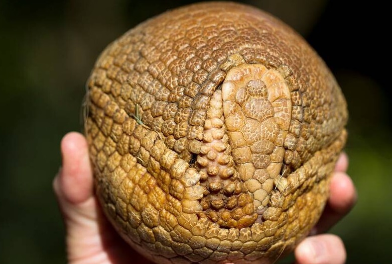 کدام حیوان بدن ضد گلوله دارد؟