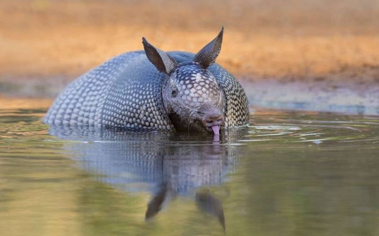 کدام حیوان بدن ضد گلوله دارد؟