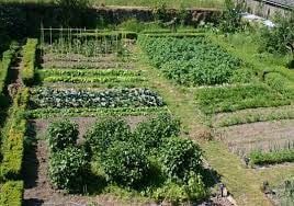 ایجاد باغچههای سلامت خانگی در بخش رخ ایجاد باغچههای سلامت خانگی در بخش رخ