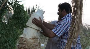 گزارش مکتوب ............ نخل درختی پر فایده که هیچ ضایعاتی ندارد