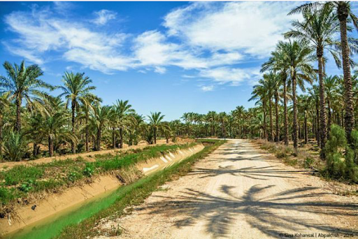 گزارش مکتوب ............ نخل درختی پر فایده که هیچ ضایعاتی ندارد