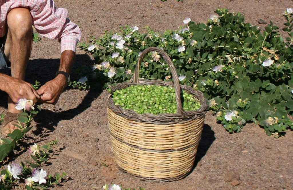 خواص درمانی گیاه کاپاریس یا لَگجی