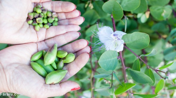 خواص درمانی گیاه کاپاریس یا لَگجی