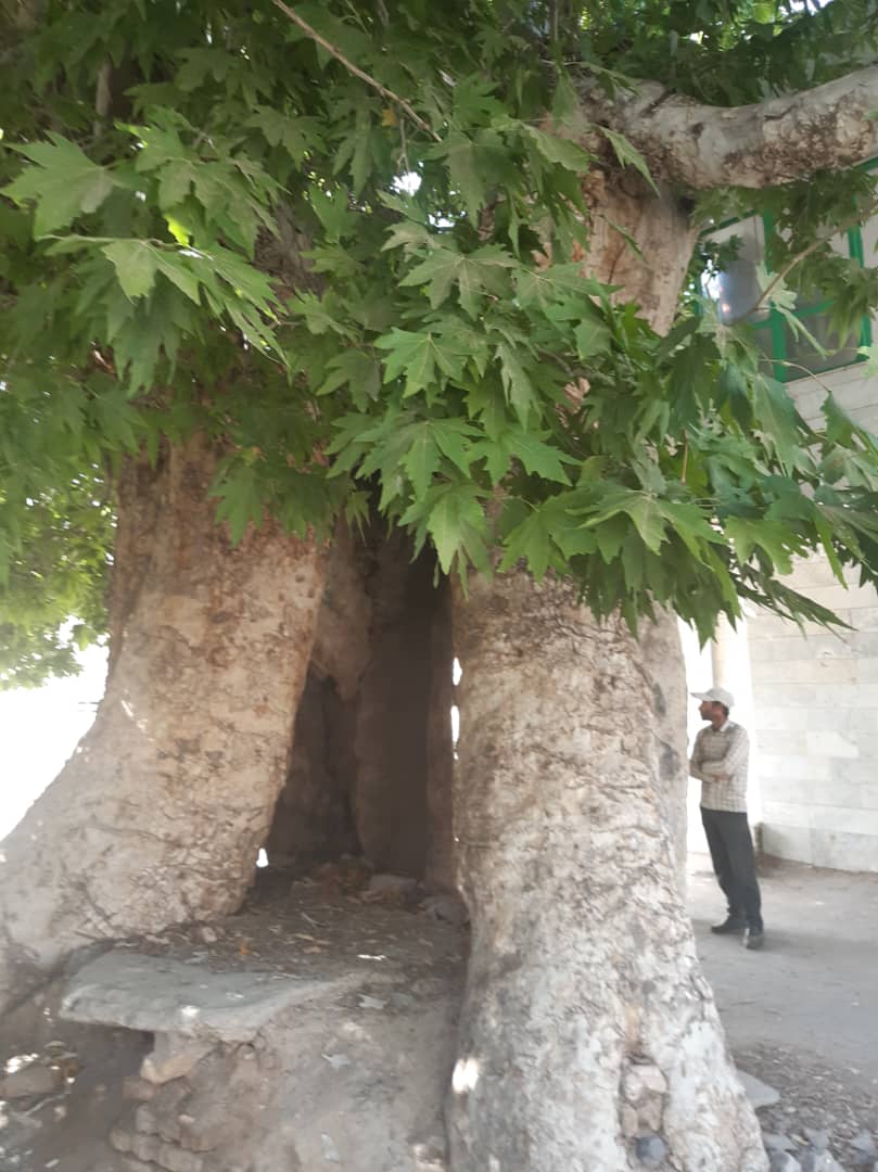 ثبت چهار اصله درخت کهنسال شهرستان بردسکن در فهرست میراث ملی ثبت چهار اصله درخت کهنسال شهرستان بردسکن در فهرست میراث ملی
